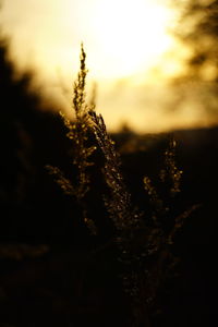 Close-up of plant against sky