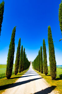 Panoramic view of road amidst trees against clear blue sky