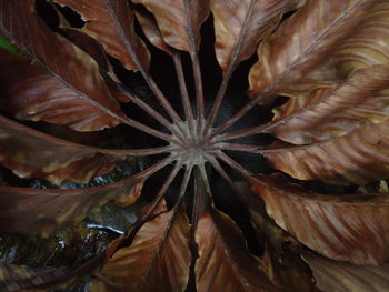 Full frame shot of flowering plant leaves