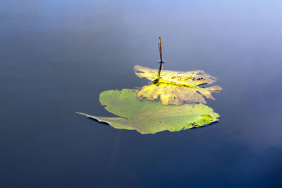 Close-up of yellow leaf floating on water