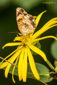 Close-up of bee pollinating on flower