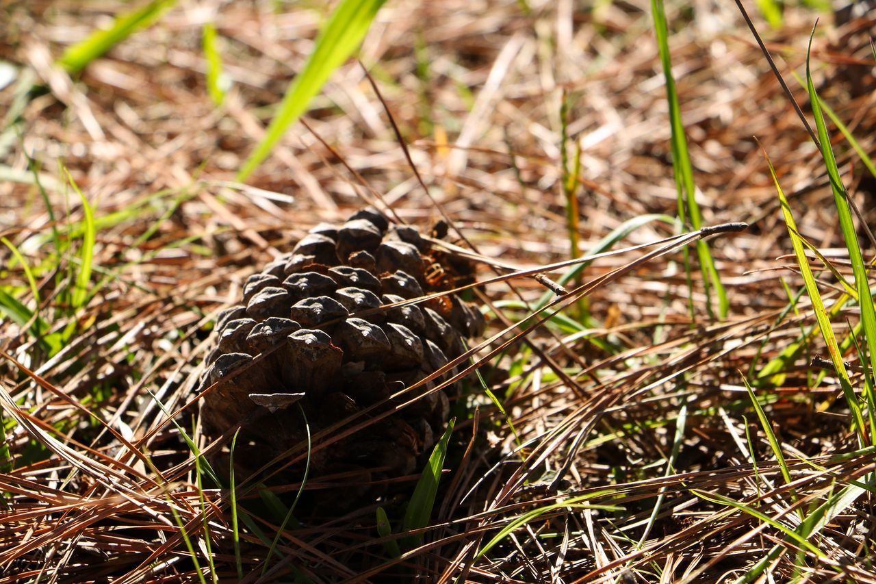 HIGH ANGLE VIEW OF A PINE CONE ON LAND