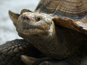 Close-up of tortoise at zoo