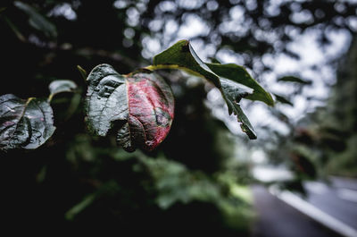 Close-up of berries on leaf