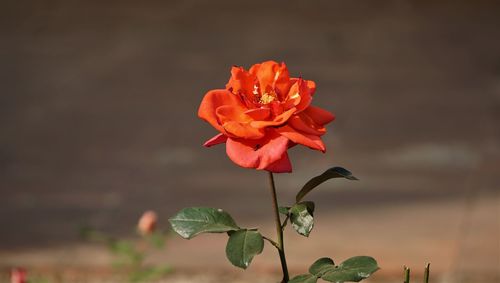 Close-up of red rose against blurred background