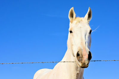 Low angle view of a horse against clear blue sky