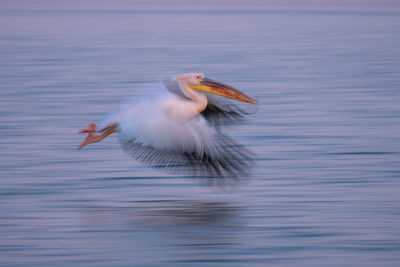 Close-up of pelican