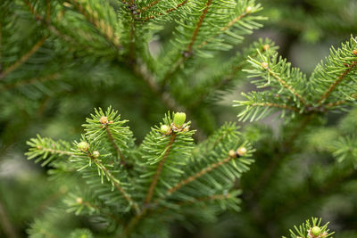 Close-up of fir tree branches with young cones growing in the bulgarian forest.