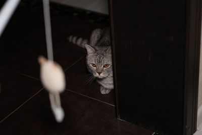 Close-up of british shorthair cat at playing with toy at home. grumpy