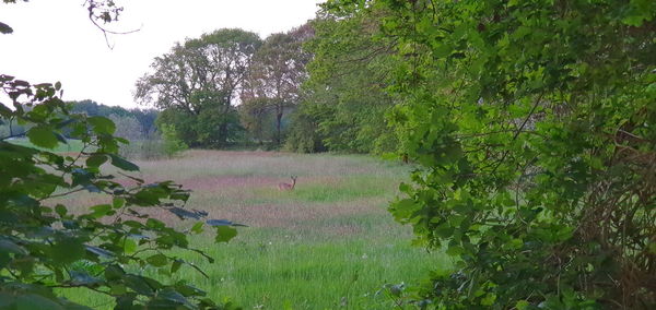 Scenic view of grassy field by trees