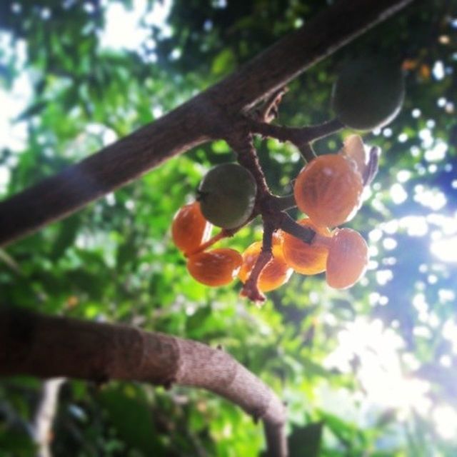 tree, fruit, branch, growth, freshness, food and drink, low angle view, focus on foreground, food, close-up, leaf, nature, healthy eating, apple tree, beauty in nature, hanging, day, outdoors, sunlight, fruit tree