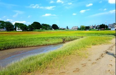 Scenic view of rice field against sky