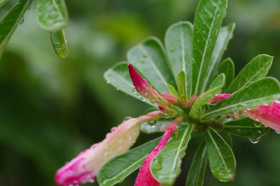 Close-up of raindrops on plant
