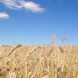 View of rural landscape