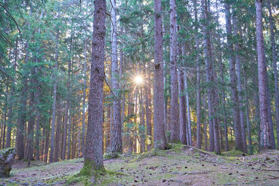 Sunlight streaming through trees in forest