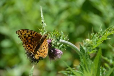 Close-up of butterfly pollinating on flower