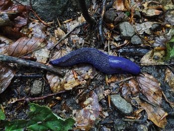 High angle view of a lizard