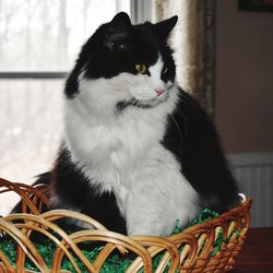 Close-up of a cat looking away