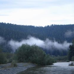 River amidst trees in forest against sky