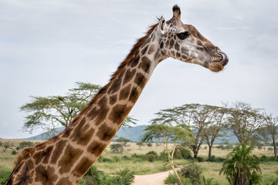 Giraffe in the wild, east africa