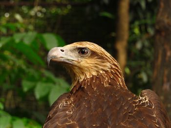 Close-up of a bird