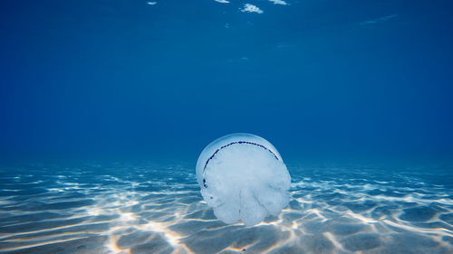 Jellyfish swim underwater in the ocean