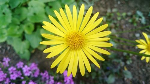 Close-up of yellow flower blooming outdoors