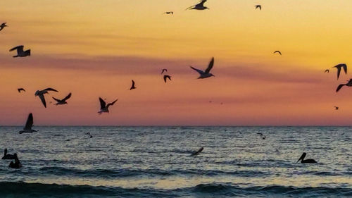 Birds flying over sea against sky during sunset