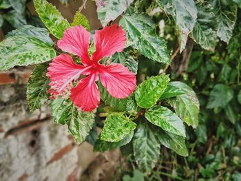 Close-up of red hibiscus blooming outdoors