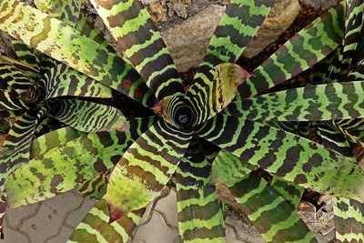 Full frame shot of succulent plant