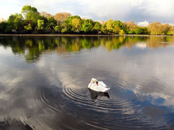 Swan swimming on lake