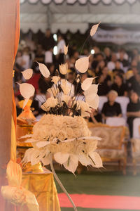 Close-up of white flowers on table