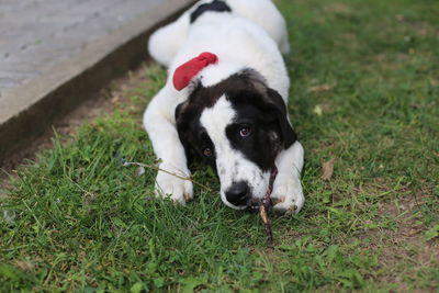 Portrait of bucovina shepherd dog lying on grass