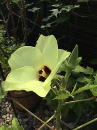 Close-up of flowers