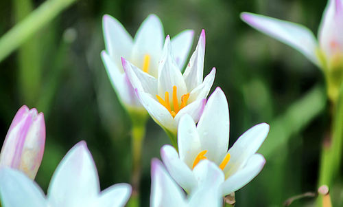 Close-up of white crocus flower