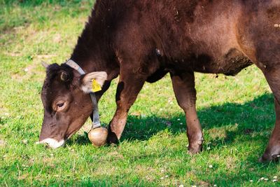 Cow grazing in field