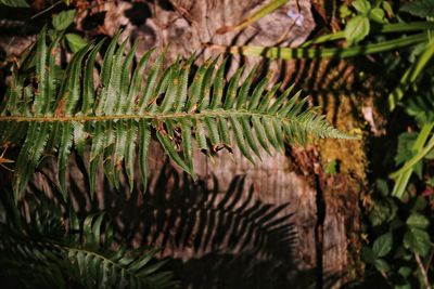 Close-up of fern leaves