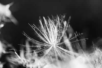 Close-up of dandelion against blurred background