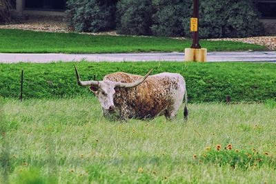 Portrait of bull on landscape