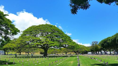 Scenic view of trees against sky