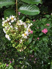Close-up of fresh white flowers blooming on plant