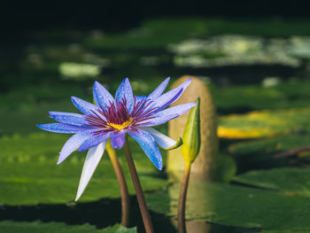 Close-up of purple crocus flower