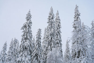 Low angle view of snow covered trees against clear sky