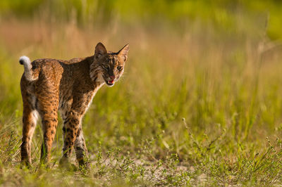 Bobcat walking on field