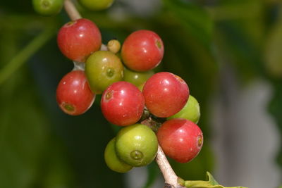 Fresh coffee bean on tree