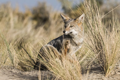 Fox on field