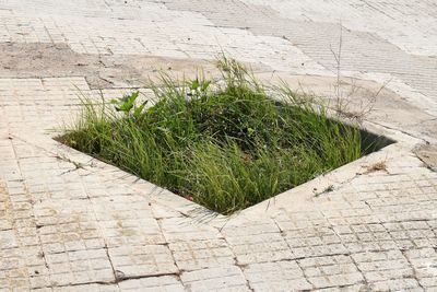 High angle view of plants growing on footpath