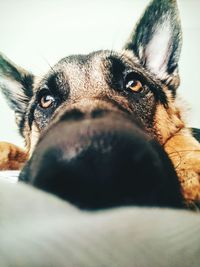 Close-up portrait of dog on bed