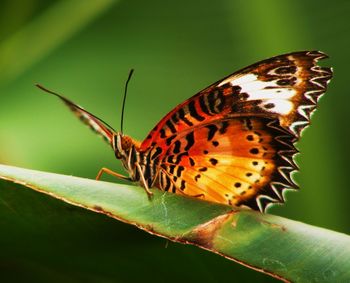 Close-up of butterfly perching on plant