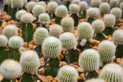 Full frame shot of succulent plant